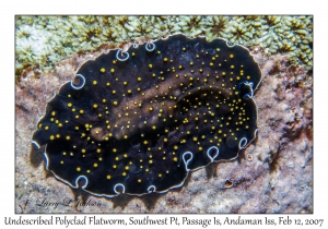 Undescribed Polyclad Flatworm