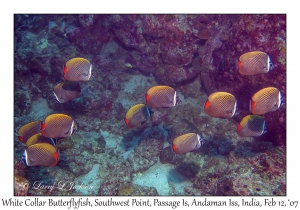 White Collar Butterflyfish