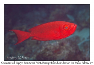 Crescent-tail Bigeye