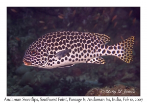 Andaman Sweetlips