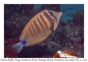 Indian Sailfin Tang