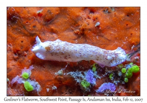 Gosliner's Flatworm