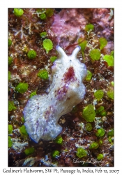 Gosliner's Flatworm