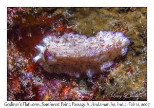 Gosliner's Flatworm