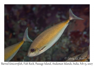 Barred Unicornfish