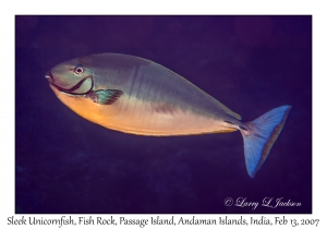 Sleek Unicornfish