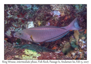 Ring Wrasse intermediate phase