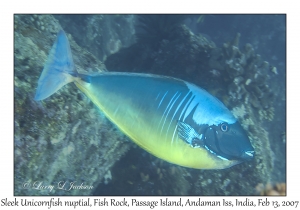 Sleek Unicornfish nuptial