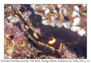 Oriental Sweetlips juvenile