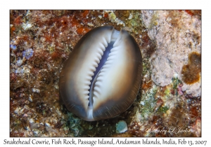 Snakehead Cowrie