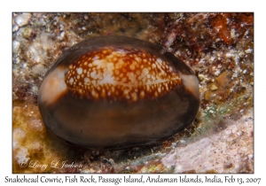 Snakehead Cowrie