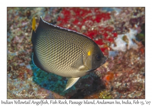 Indian Yellowtail Angelfish