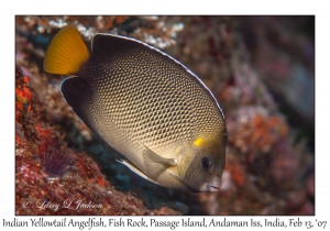 Indian Yellowtail Angelfish