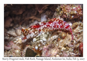 Starry Dragonet male