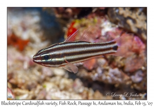 Blackstripe Cardinalfish variation