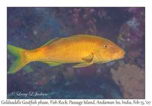 Goldsaddle Goatfish phase