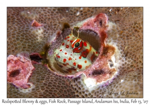 Redspotted Blenny & eggs