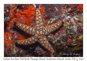 Indian Sea Star