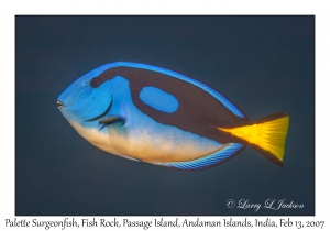 Palette Surgeonfish