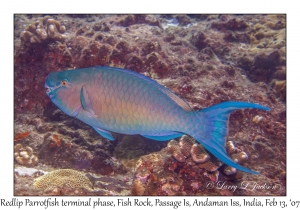 Redlip Parrotfish terminal phase