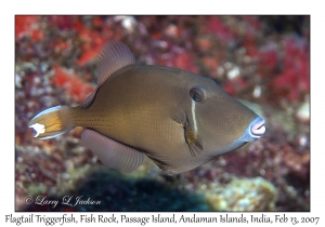 Flagtail Triggerfish