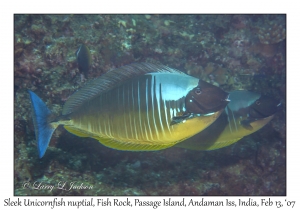 Sleek Unicornfish nuptial