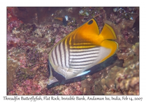 Threadfin Butterflyfish