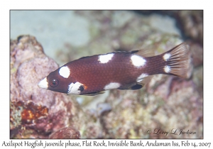 Axilspot Hogfish juvenile phase