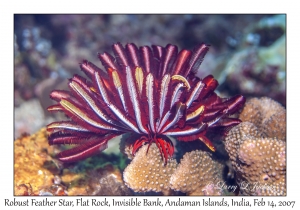 Robust Feather Star