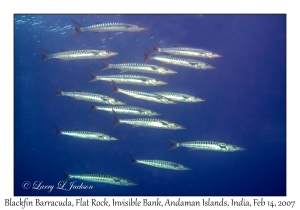 Blackfin Barracuda