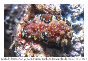 Girdled Glossodoris