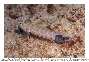 Latticed Sandperch female & isopods
