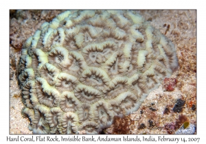 Hard Coral