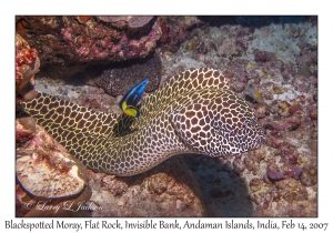 Blackspotted Moray