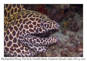 Blackspotted Moray