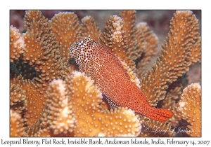 Leopard Blenny