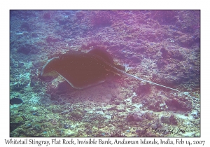 Whitetail Stingray