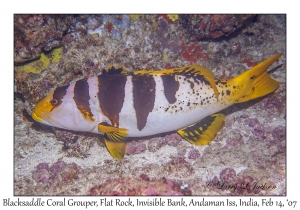 Blacksaddle Coral Grouper