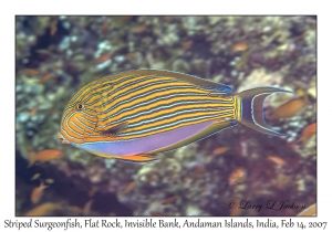 Striped Surgeonfish