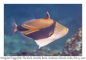 Wedgetail Triggerfish