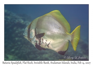 Batavia Spadefish