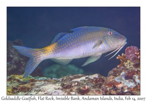 Goldsaddle Goatfish