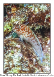 Eared Blenny