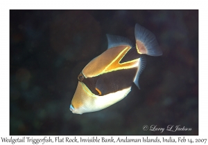 Wedgetail Triggerfish