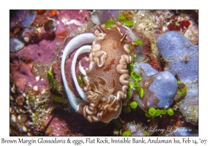 Brown Margin Glossodoris & eggs