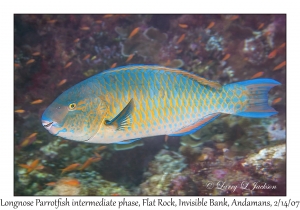 Longnose Parrotfish intermediate phase