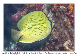 Speckled Butterflyfish