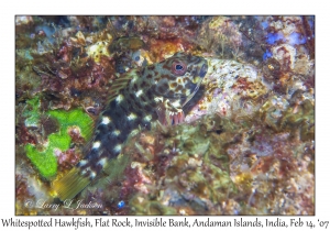 Whitespotted Hawkfish