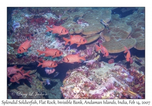 Splendid Soldierfish