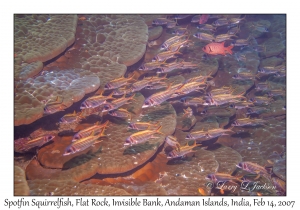 Spotfin Squirrelfish